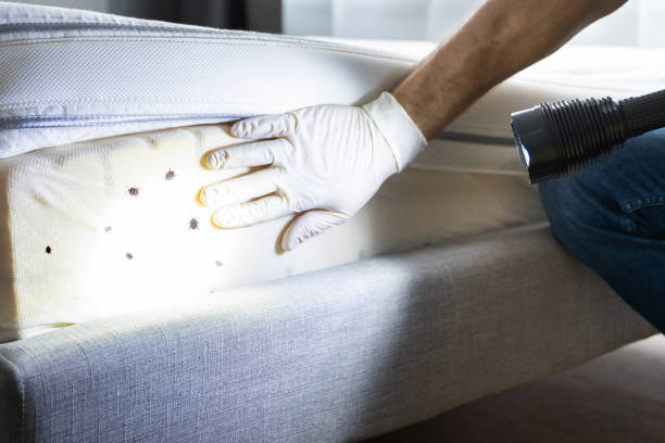 Best Affordable Pest Control Services  in University Gardens, NY
