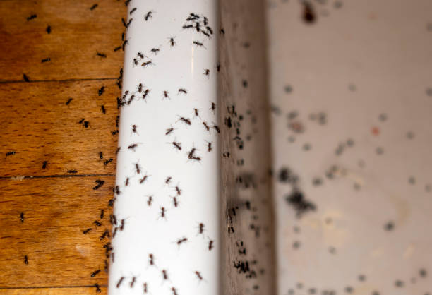 Best Termite Control Services  in University Gardens, NY